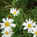 Argyranthemum frutescens 'Filament d'Argent'